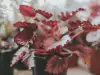 Царска бегония (Begonia rex)