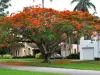 Огнено дърво (Delonix Regia)