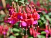 Бегония Фуксия (Begonia fuchsioides)