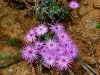 Лампрантус (Lampranthus)
