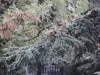 Отглеждане на ливански кедър в двора