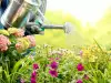 Как да повишим имунитета и устойчивостта на цветето