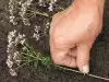 Отглеждане на риган в градината