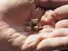 Закаляване на семената