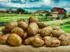Какво се прави, ако нематод нападне картофите