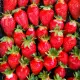 2. Снимка на Продавам разсад ягоди